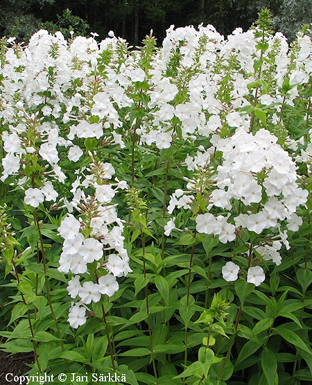 Phlox carolina 'Mntsl', kiiltoleimu
